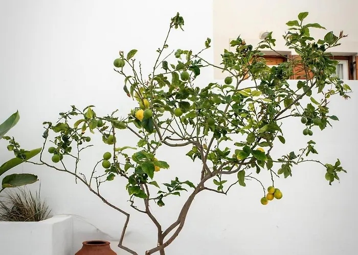 Short Lemon Tree Appartamento *