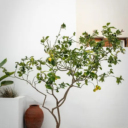 Short Lemon Tree Apartment *