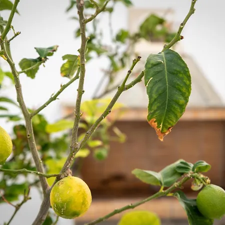 Apartment Short Lemon Tree *